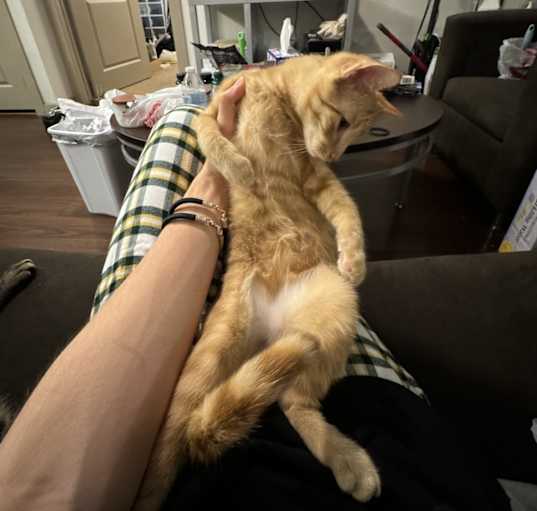 Photo of Simba
