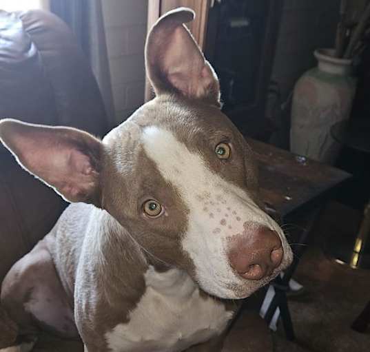 Photo of REX #6