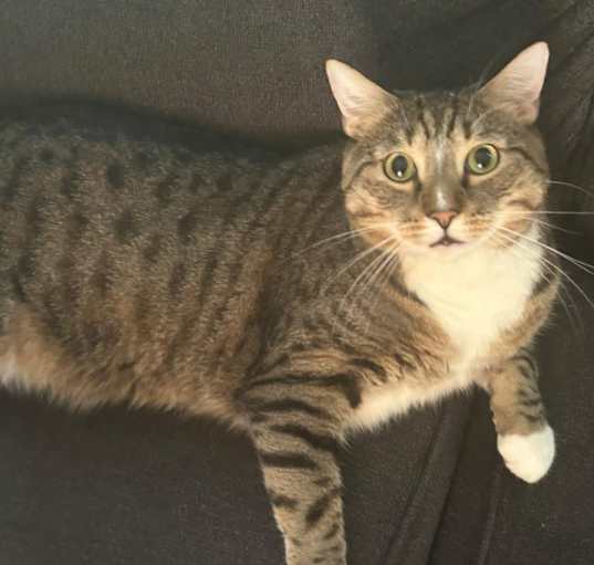 Photo of Simba