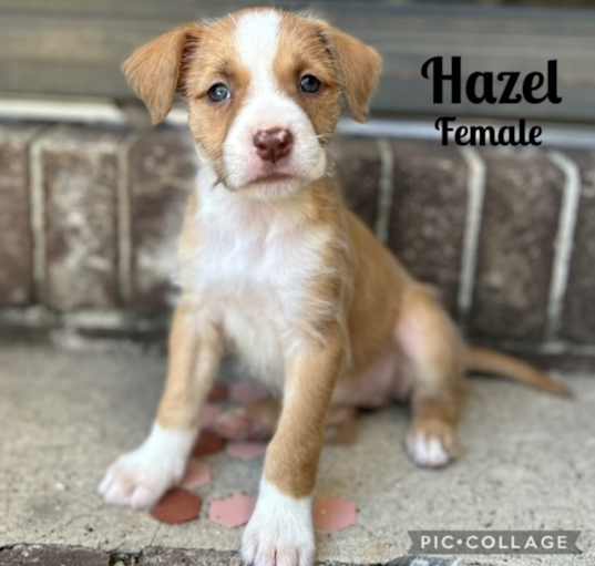 Photo of Hazel meet 4/4