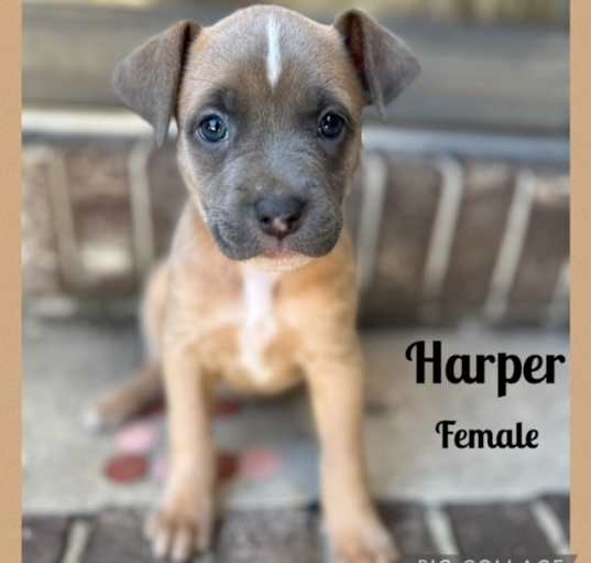 Photo of Harper meet 4/4