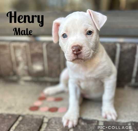 Photo of Henry meet 4/4