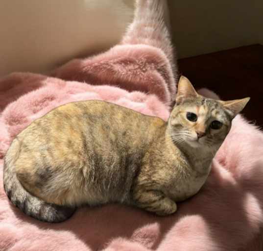 Photo of Cheyenne