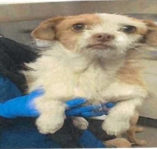 Photo of Rusty (A114213)