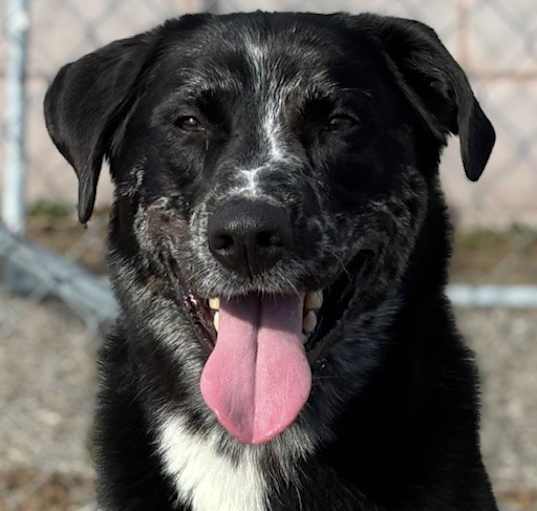 Photo of Whiskey