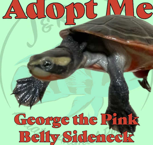 Photo of George the Pinkbelly Sideneck