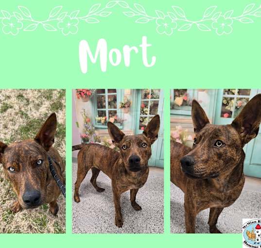 Photo of Mort