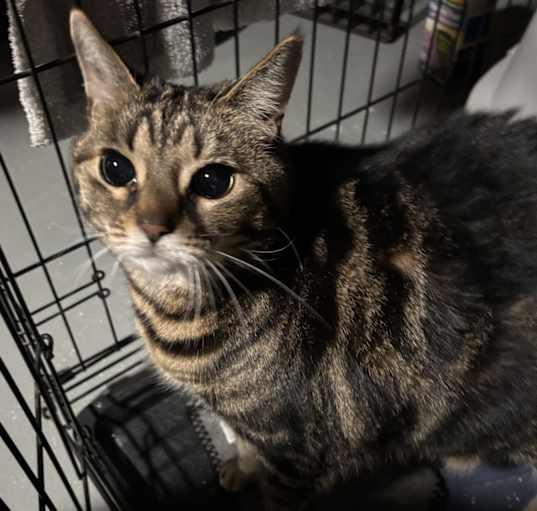 Photo of Pepper