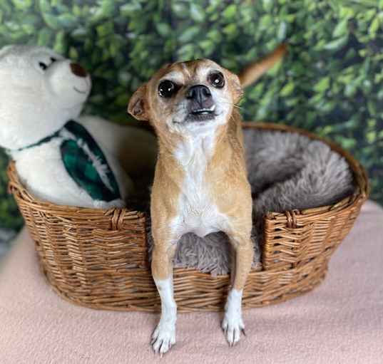 Photo of Tiko