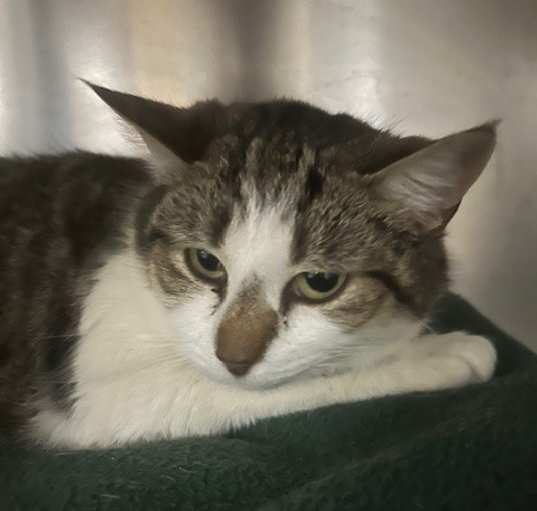 Photo of Smudgie