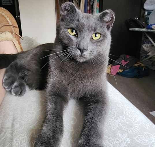 Photo of Merlin
