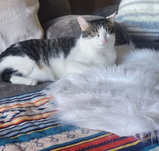 Photo of Kano