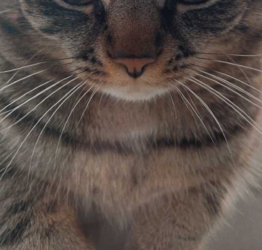Photo of Mufasa