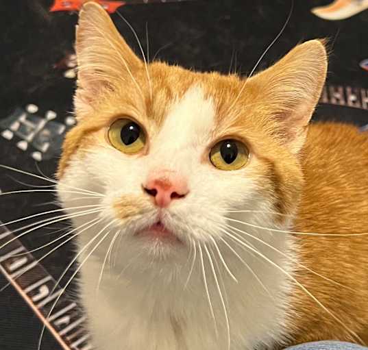 Photo of Smiley