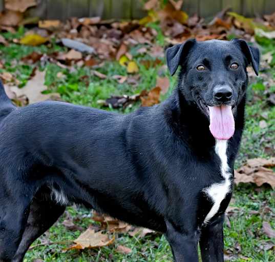 Photo of Buck