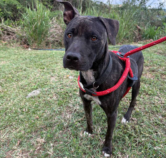 Photo of Ebony