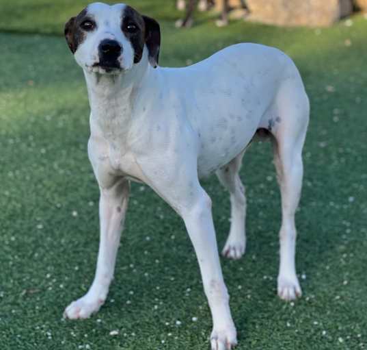 Photo of Daisy Mae 5412