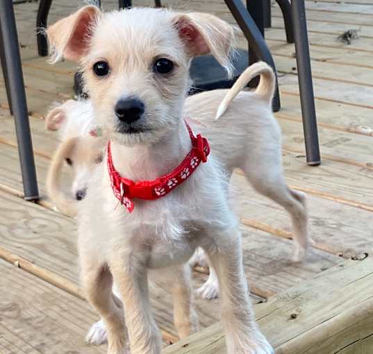 Photo of Gizmo 