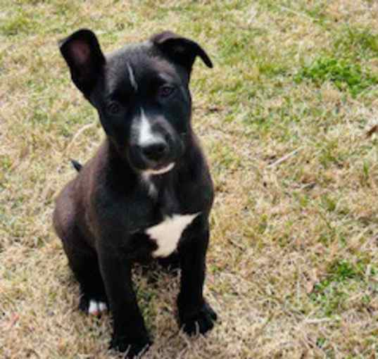 Photo of Willow
