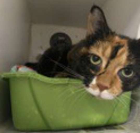 Photo of Calico
