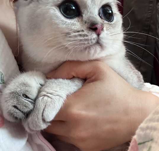 Photo of Donut
