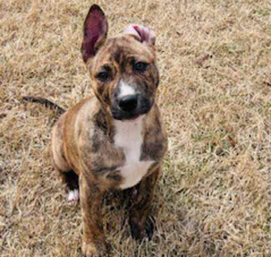 Photo of Roo