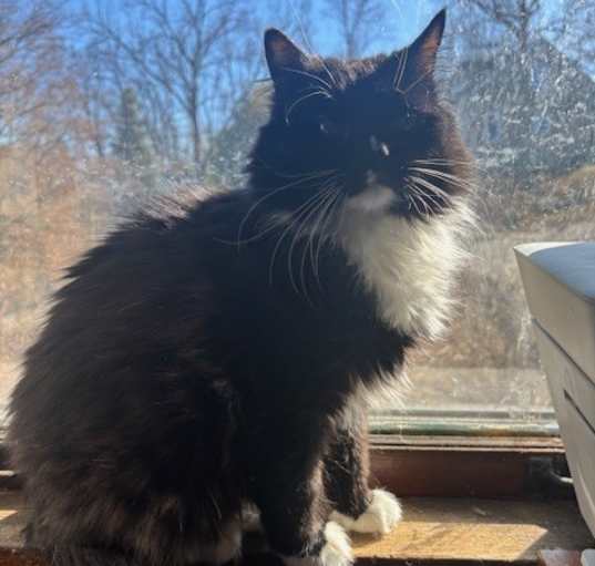 Photo of Mittens
