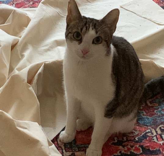 Photo of Widget