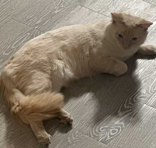 Photo of Bluey