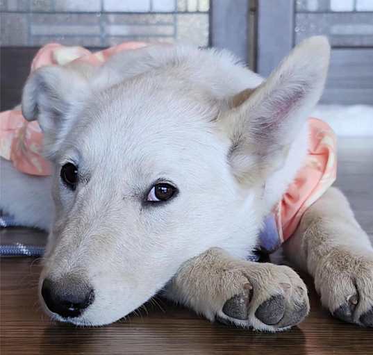 Photo of Poppy