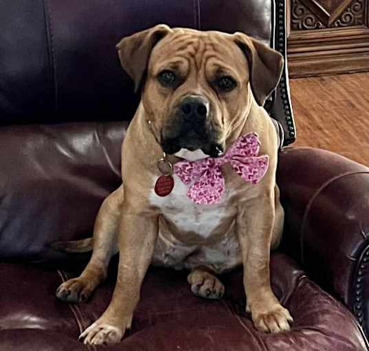 Photo of Dutchess