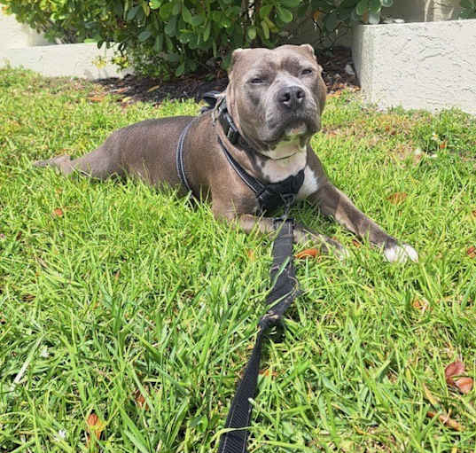 Photo of Blue