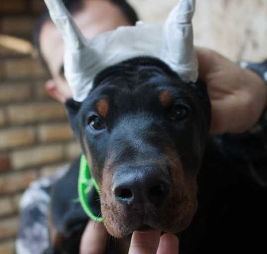 Photo of Remy