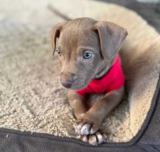 Photo of Coby