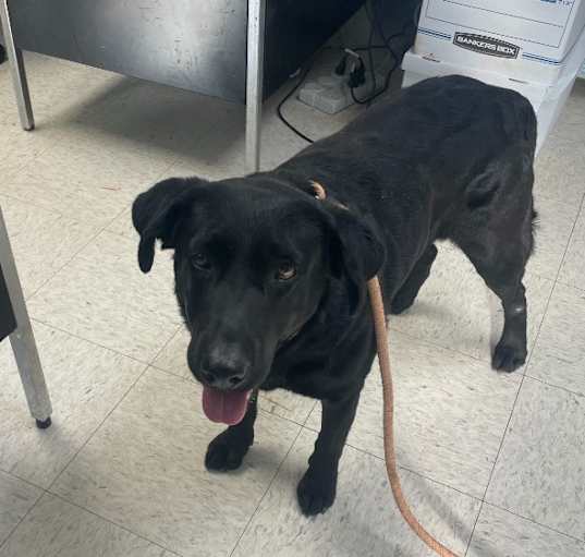 Photo of Grace-Stray Hold Until 3/28/25