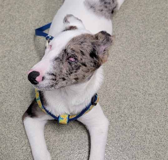 Photo of Ulti (PA) Happy Puppy!