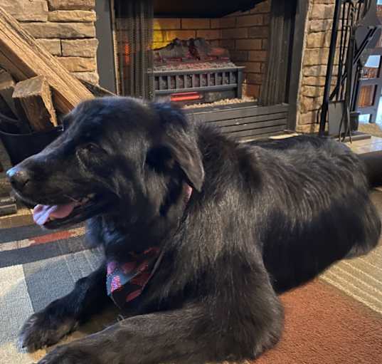 Photo of Koko
