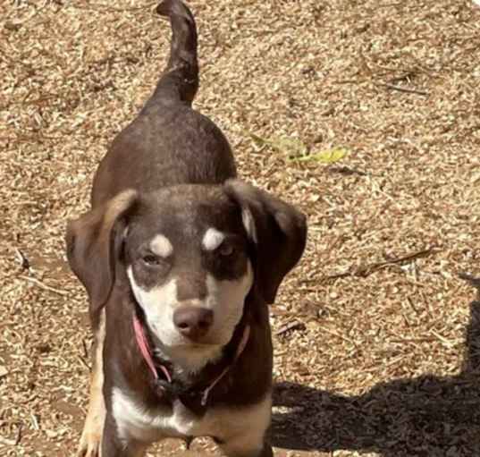 Photo of Coco