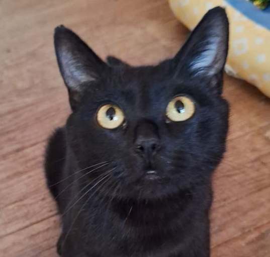 Photo of Luna