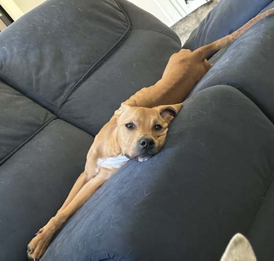Photo of Prince