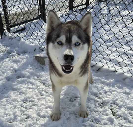 Photo of Avalanche