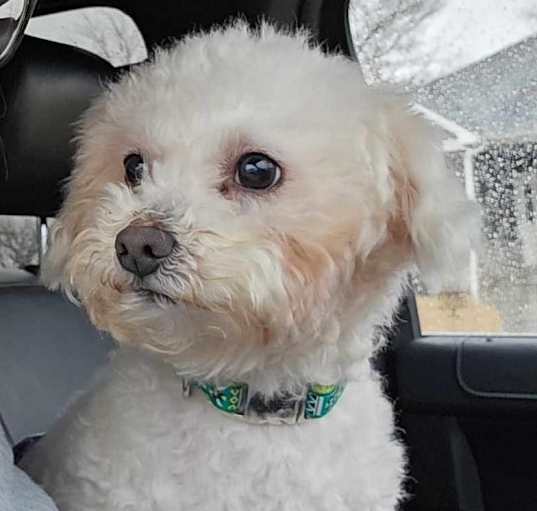Photo of Bubbles the Bichon Frise