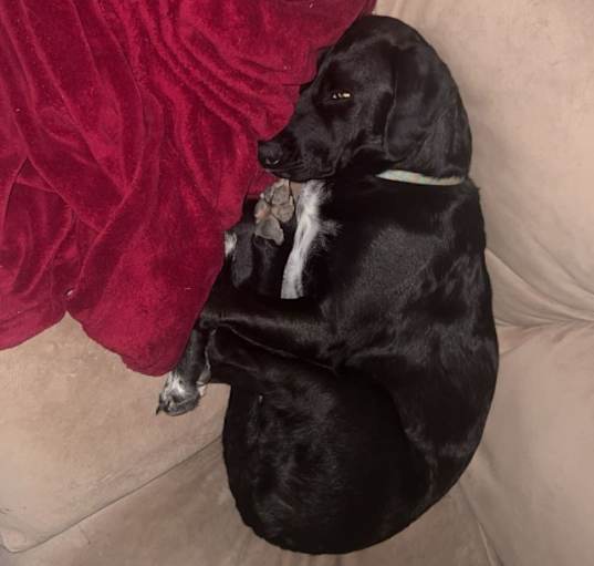 Photo of Rebel