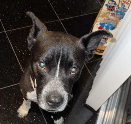 Photo of Duke