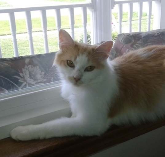 Photo of Amber