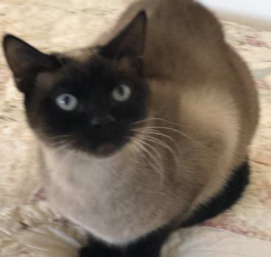 Photo of Baby Girl