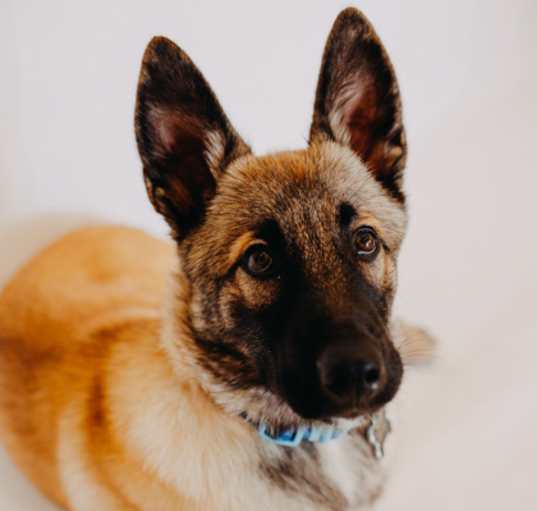 Photo of Grey
