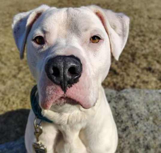 Photo of Mojo