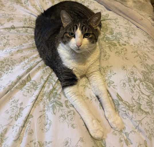 Photo of Penny