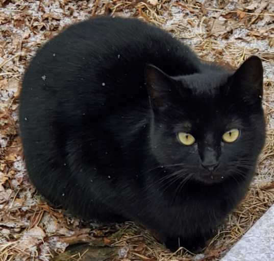 Photo of Nala